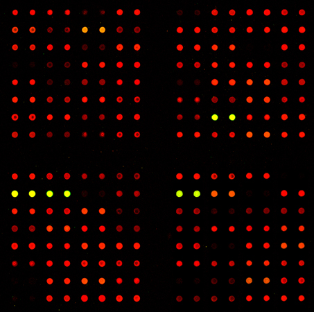 BAC Array array